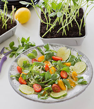 Bondböneskott med vitkål och lime