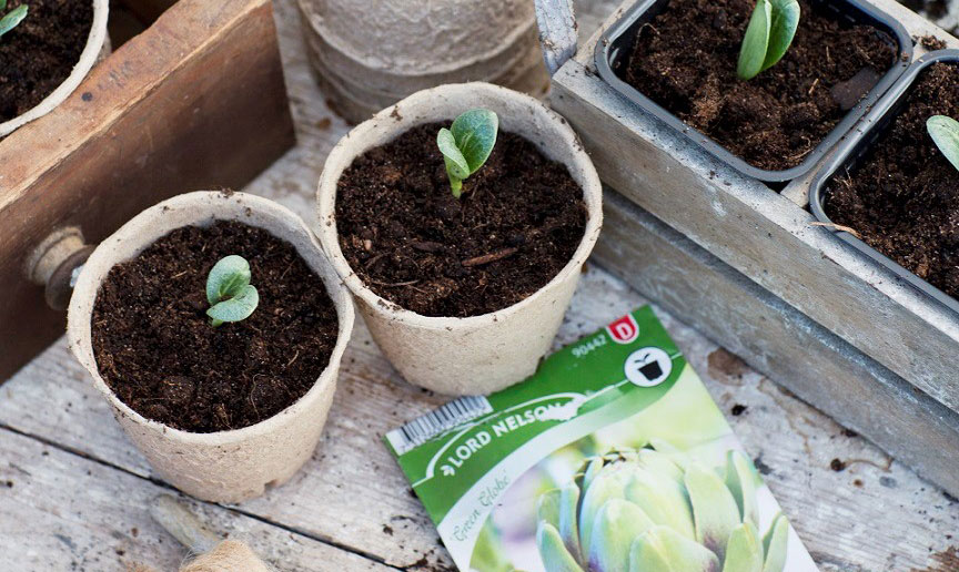 Förodla kronärtskocka