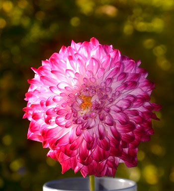 Odla dahlia i kruka - här har den vackra sorten Caproz Pizzazz plockats och sats i vas.