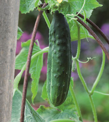 Odla gurka utomhus. Här sorten Marketer som trivs exempelvis i pallkrage.