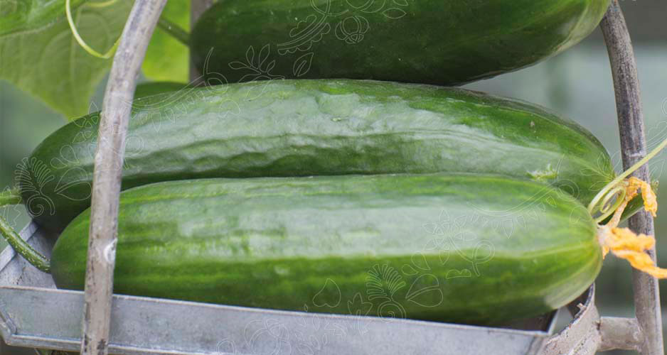 Odla gurka i kruka. Den här sorten heter Picolino F1.