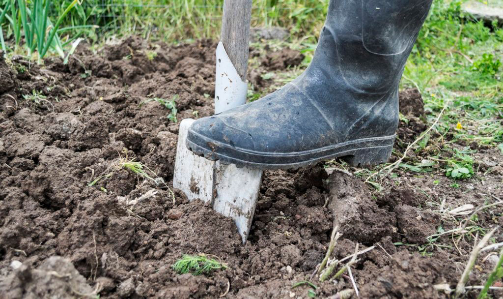 Sandig eller lerig jord - så tar du reda på vad du har i din trädgård.