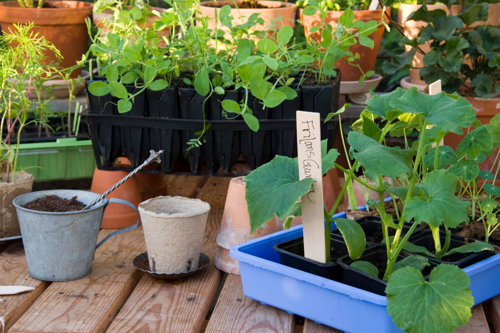 Förodling av gurka i små krukor.