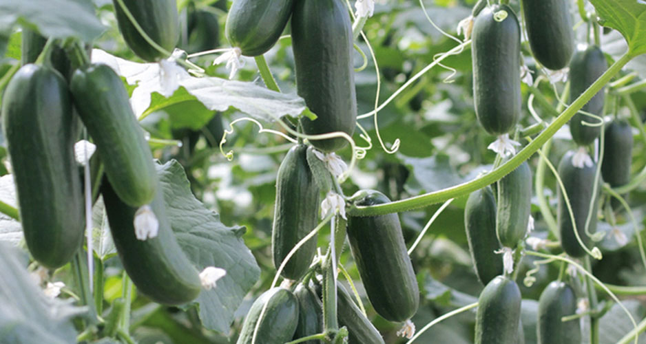 Odla gurka. Här sorten Hopeline som har ett växtsätt som passar både ampel och kruka.