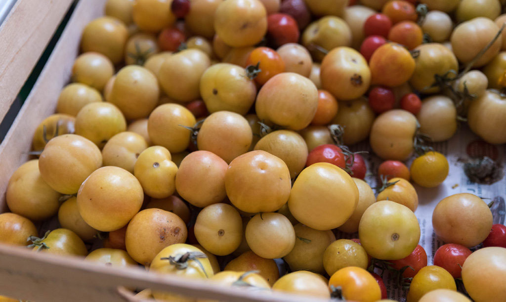 Farbror Grön tycker om den gula tomaten Ponderosa