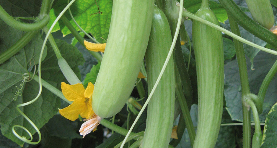 Odla gurka i växthus. Här sorten Delistart F1 som har ett extra tunt skal och god och söt smak.