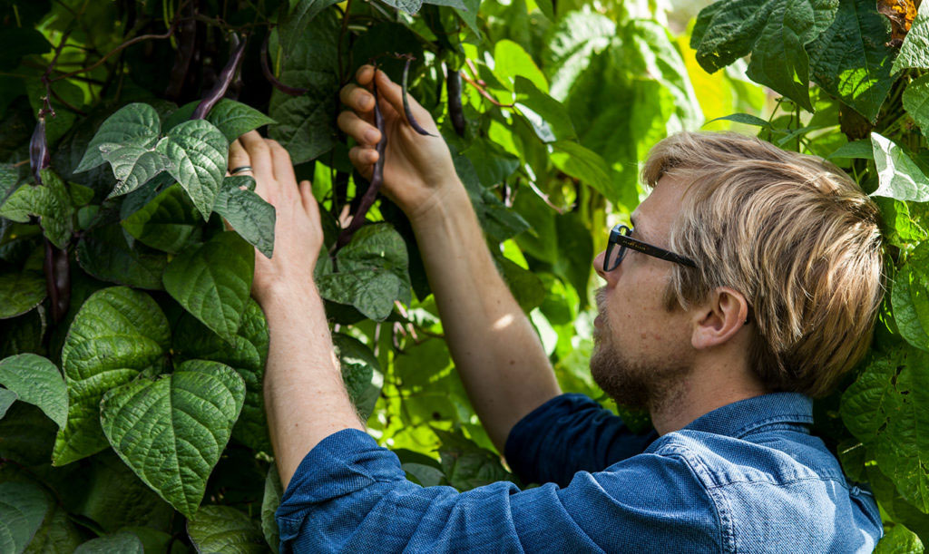 Anders Stålhand odlar bönor