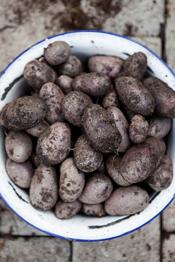 Gödsel till potatis