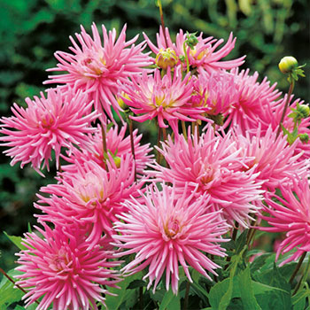 Kaktusdahlia Park Princess - Dahlia i kruka