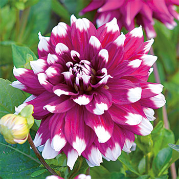 Mystery Day - Dahlia i kruka