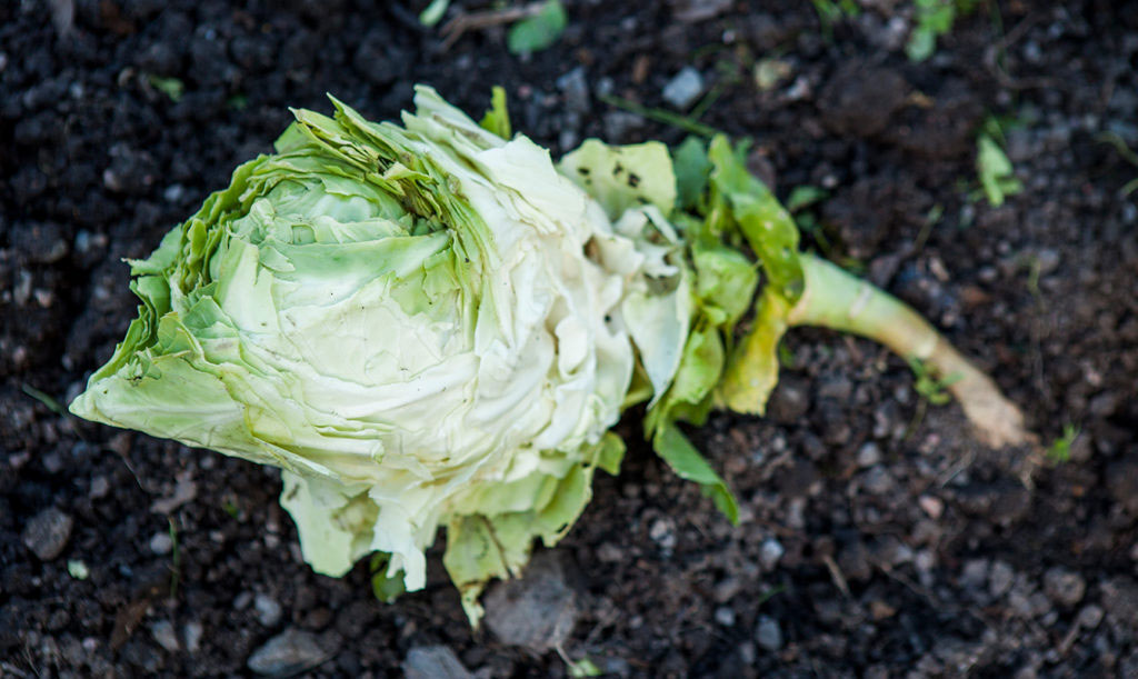 Spetskål kan vara en utmaning att odla