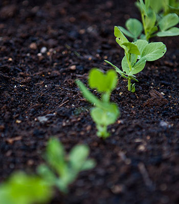 Direktsådd i trädgårdslandet