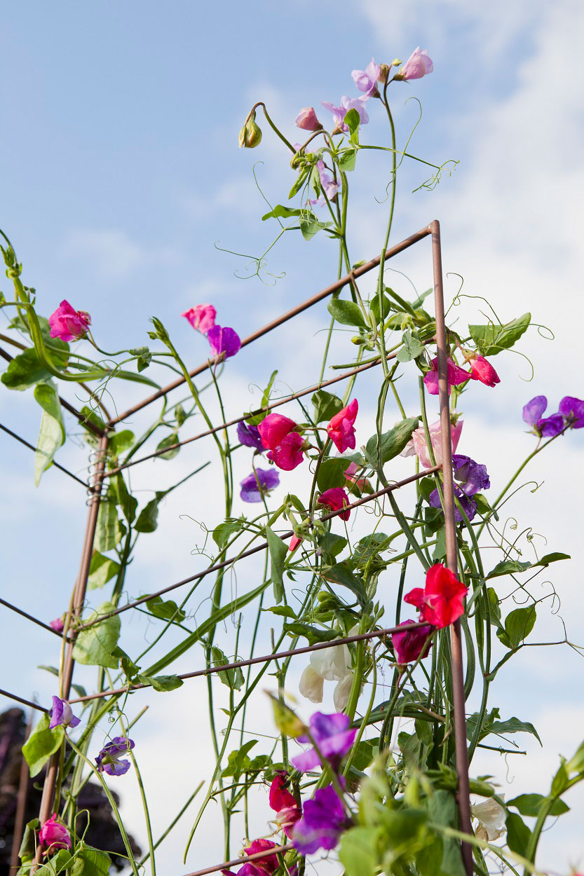 Luktärt som slingrar sig vackert mot en pallkragespaljé.