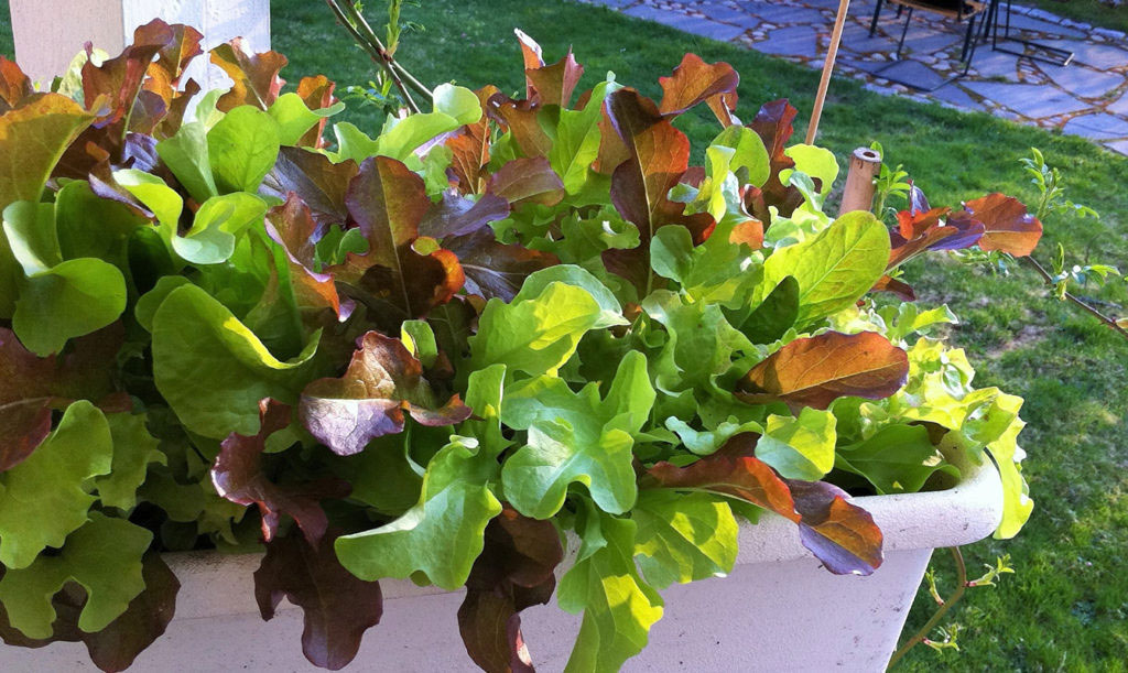 Baby Leaf sallat