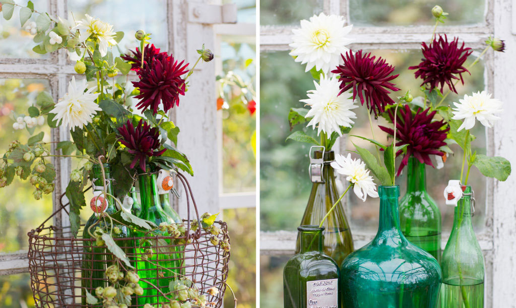 Odla buketter av dahlia. Här vackra dahlior som snittblommor i fina glasflaskor.