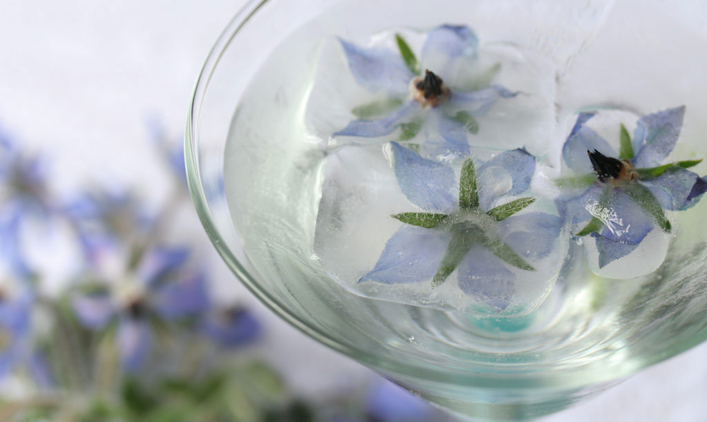 Ätbara blommor: Gurkört i en somrig drink