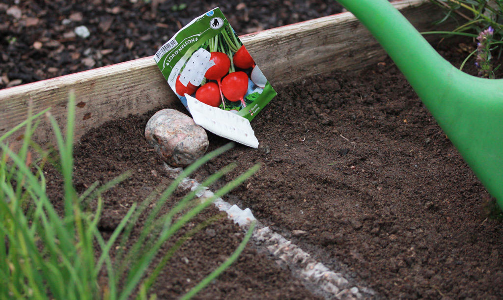 Såband med rädisor i jorden