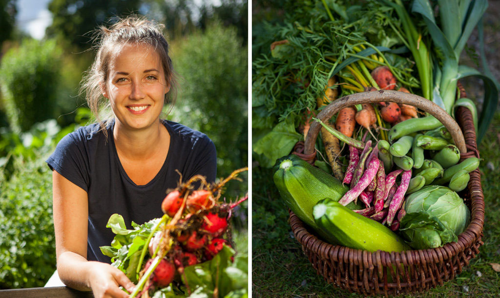 skördade rödbetor, squash och morötter