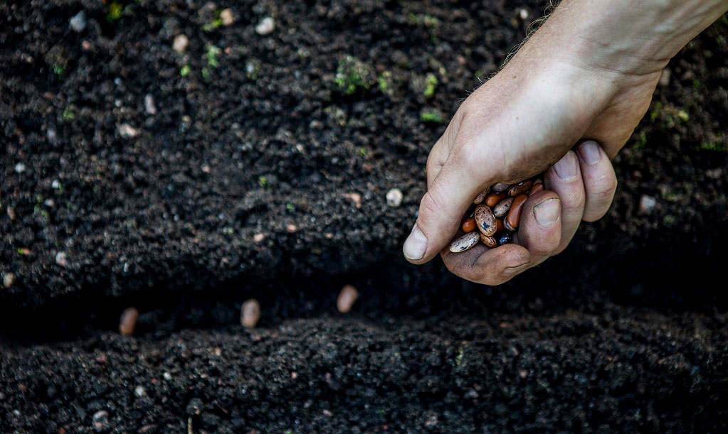 Bönor kan direktsås när jorden har blivit varm - över 15 grader.