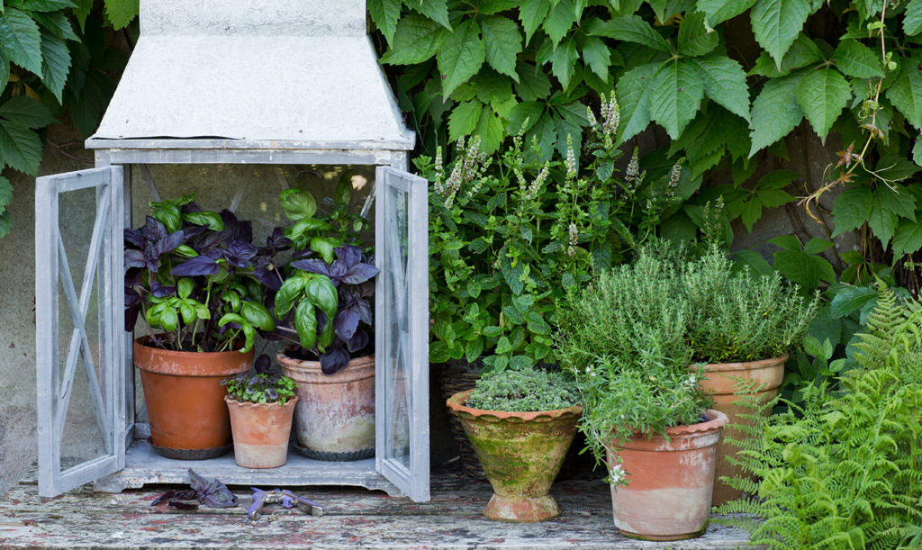 Basilika i lykta utomhus