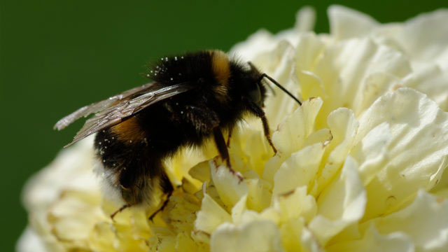 Humlan är en av våra viktigaste pollinerare