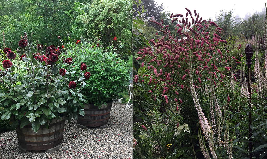 Dahlior i kruka och rabatt med blodtopp och kransveronika.