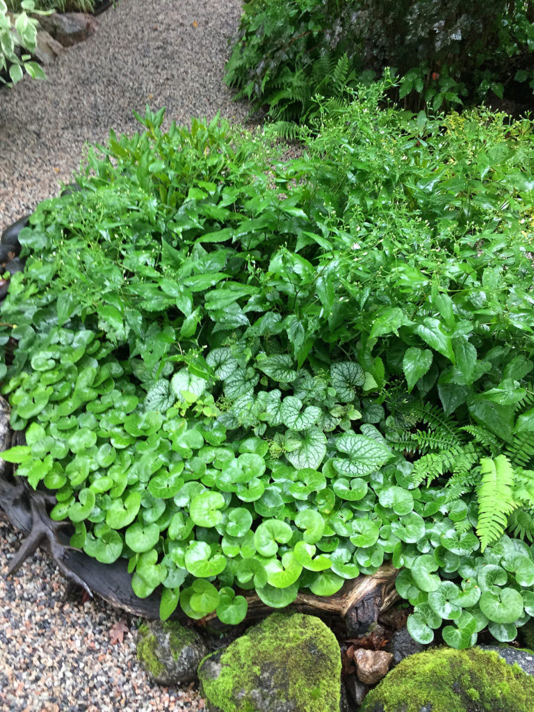 Låt bladens form skapa kontrast i dina gröna rabatter. Hasselörtens lågväxande sätt och runda bladverk återkommer på flera platser i trädgården. 