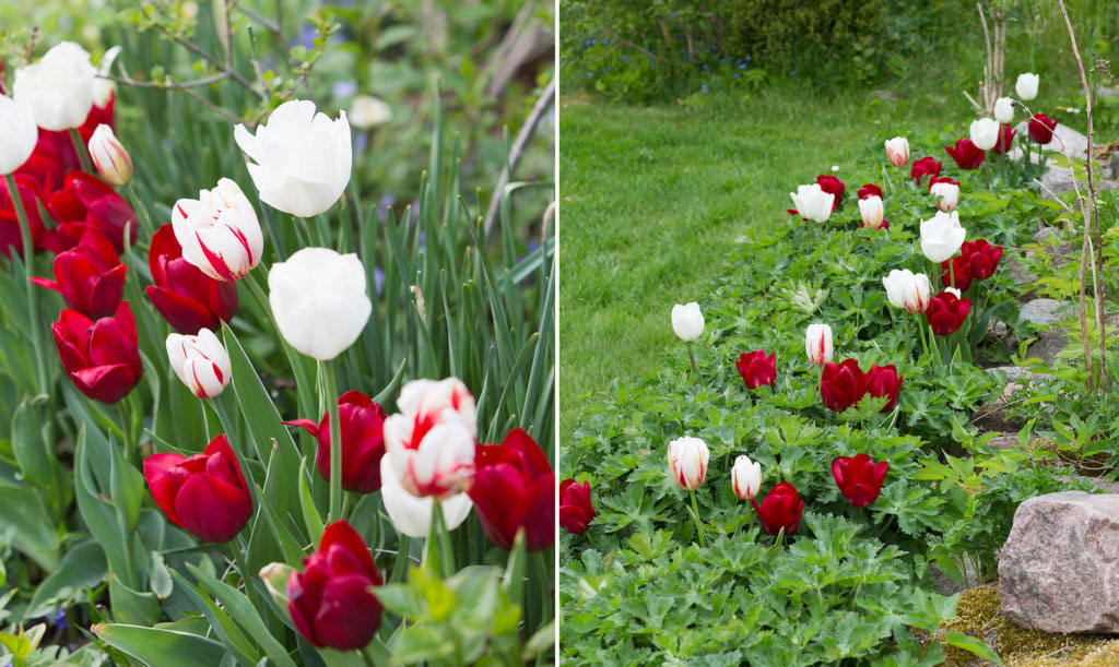 Plantera höstlökar i rabatten