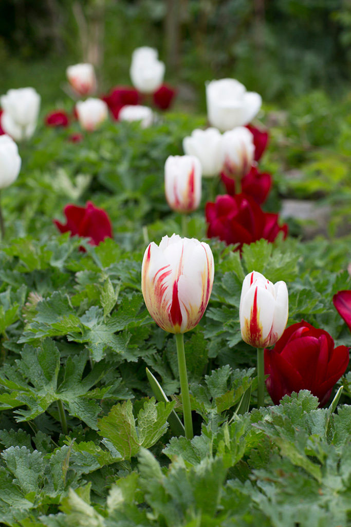 Lovely Match-moixen Sparkling Candy