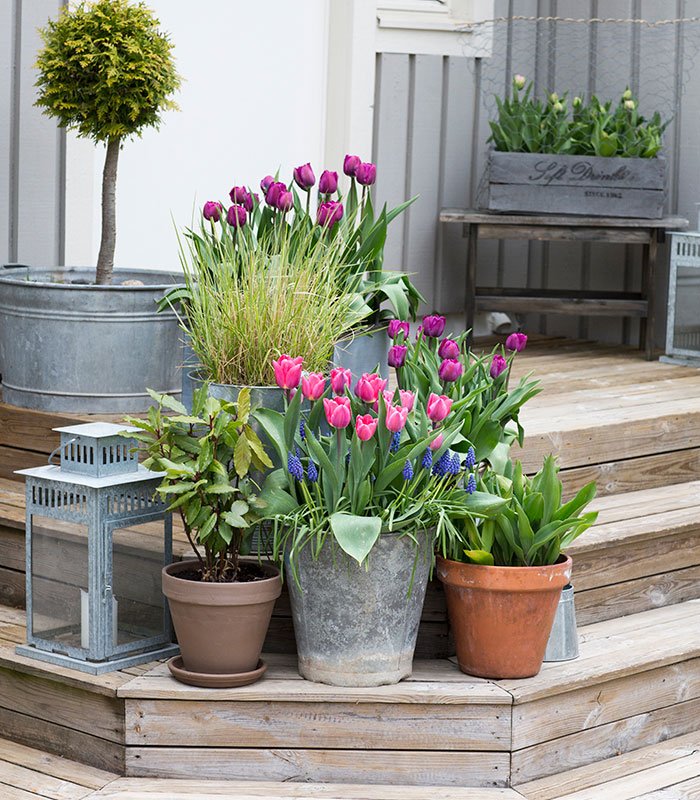 Plantera höstlök i kruka