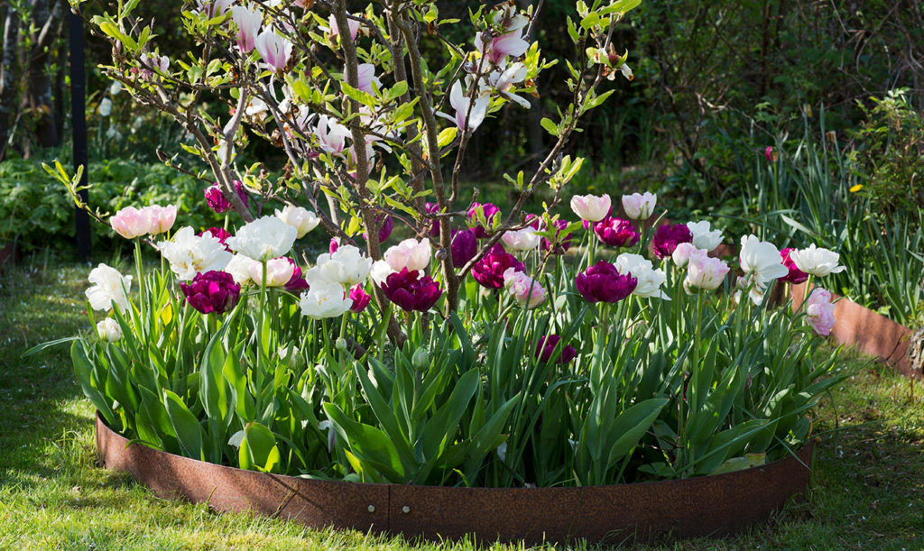 Tulpaner tillsammans med magnolia