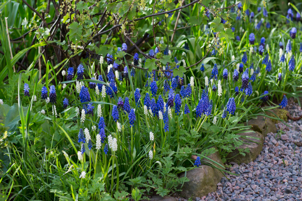 Pärlhyacinter blommar år efter år och de fortsätter dessutom att sprida sig om de trivs bra. Foto: Annika Christensen