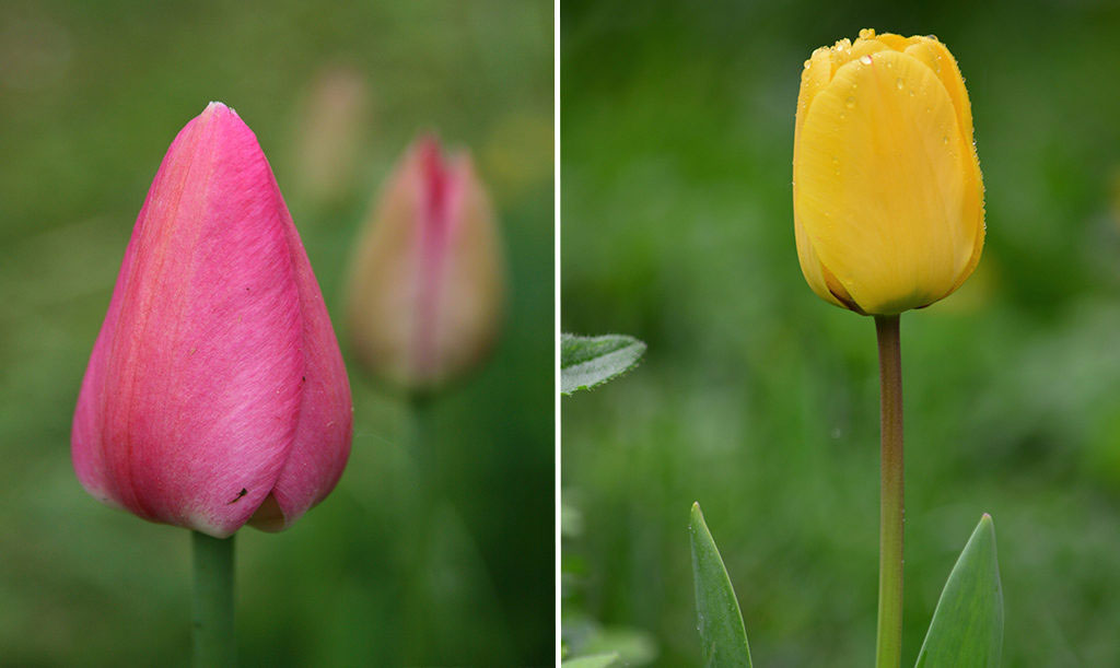Darwinhybrider är en sorts tulpaner som anses som återkommande. De har en klassisk och elegant form med stabila stjälkar och enkla blommor. 'Pink Impression' är en rosablommande Darwinhybrid och 'Golden Apeldoorn' blommar i klargult.