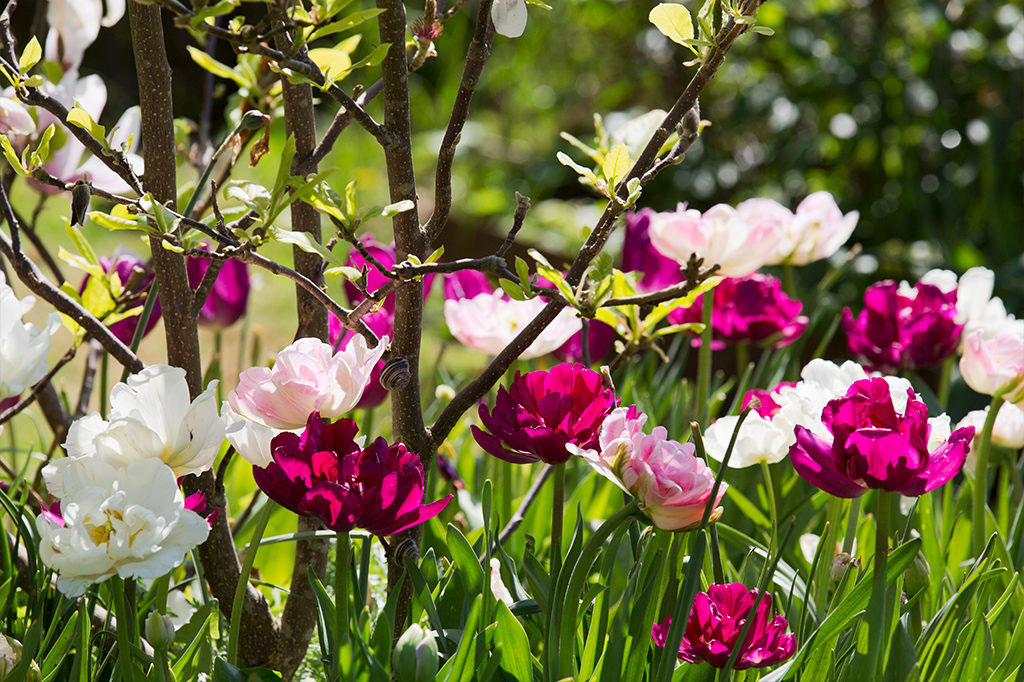 Lökmixen 'Perfect Partners' ur 'Lovely Match' från Nelson Garden. Foto: Annika Christensen för Nelson Garden