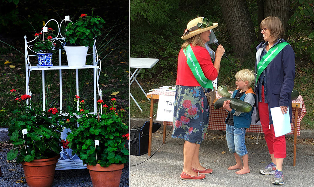Vackraste pelargonen eller största squashen?