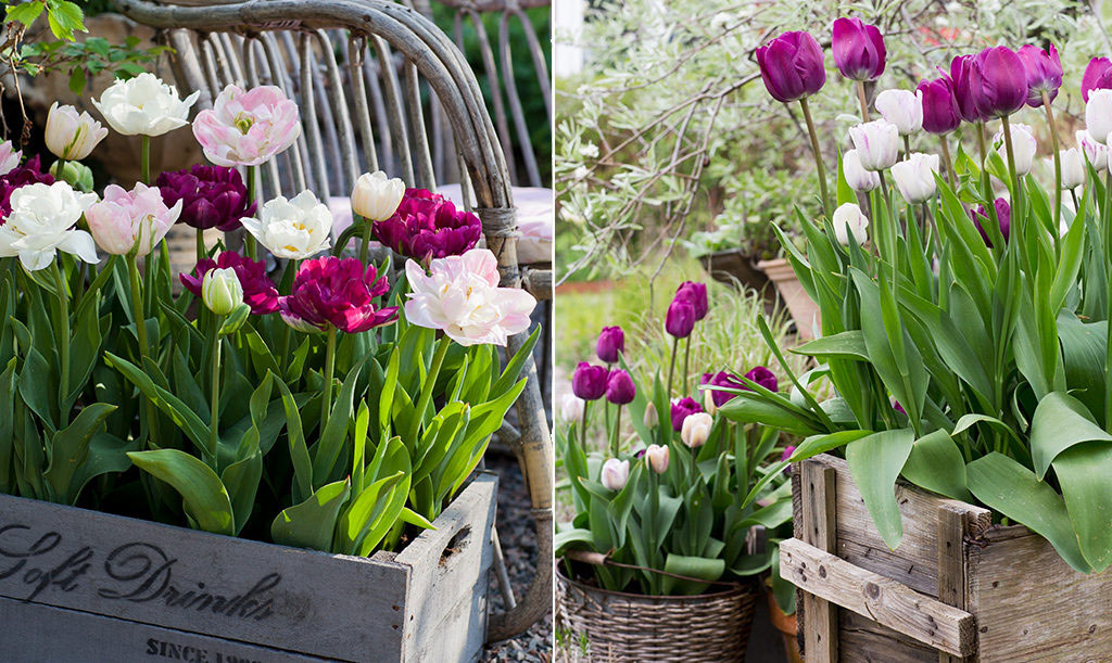 Tulpanmixarna 'Perfect Partners' och 'Sparkling Purple' passar bra att odla i kruka.