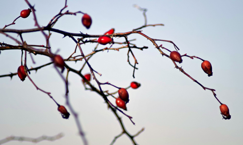 Nyponros för nyttodjuren