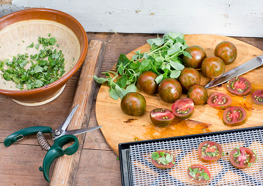 Tomaten 'Tiger' F1 vann vårt smaktest och går dessutom bra att lagra – det lite tjockare skalet gör den hållbar. Foto: Annika Christensen