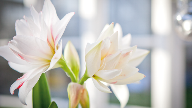 Vacker amaryllis till jul