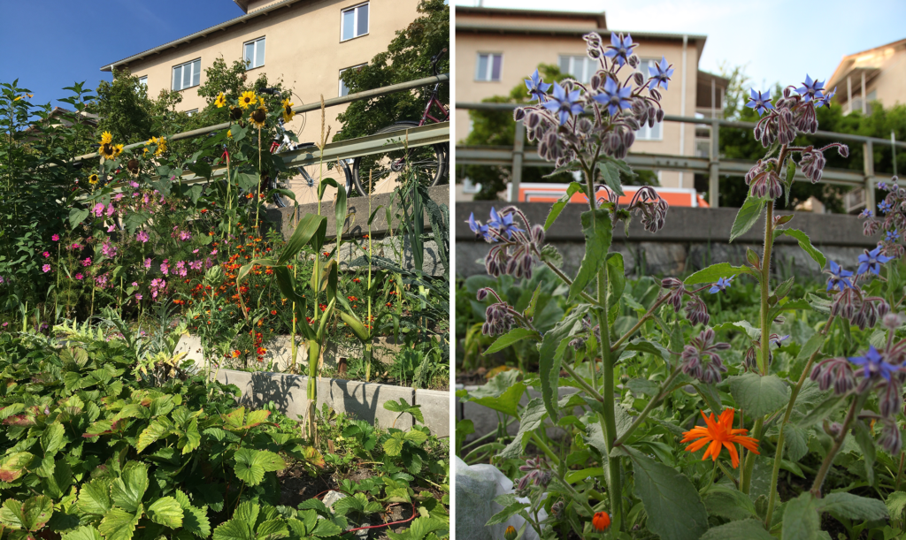 Grannodlingens olika faser på Södermalm
