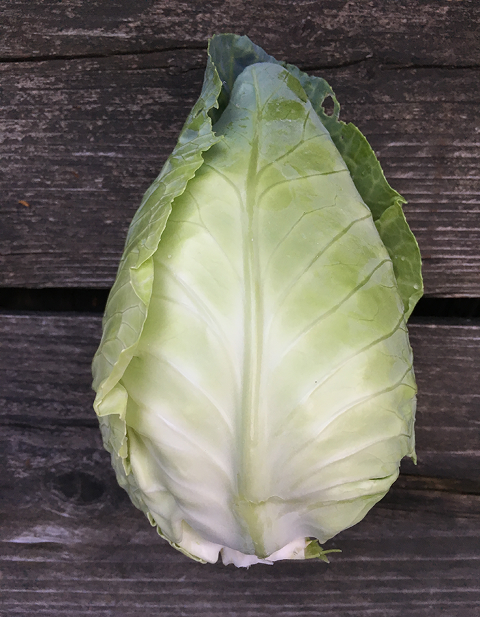 Skörd av spetskål 