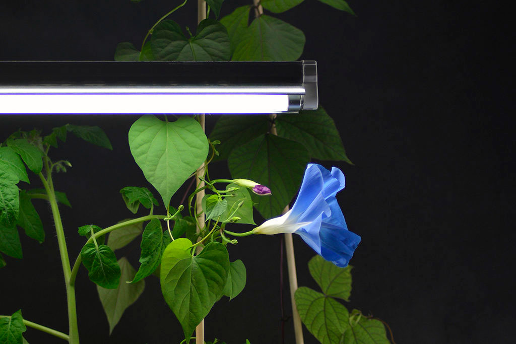 Välj lampa och placera den så att så att så mycket av ljuset träffar så mycket av plantan som möjligt. Foto: Markus Danielsson
