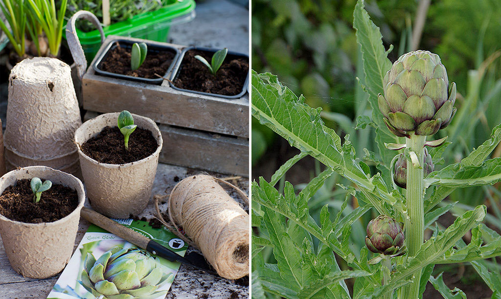 Kronärtskockan ska sås tidigt på året. Foto: Annika Christensen