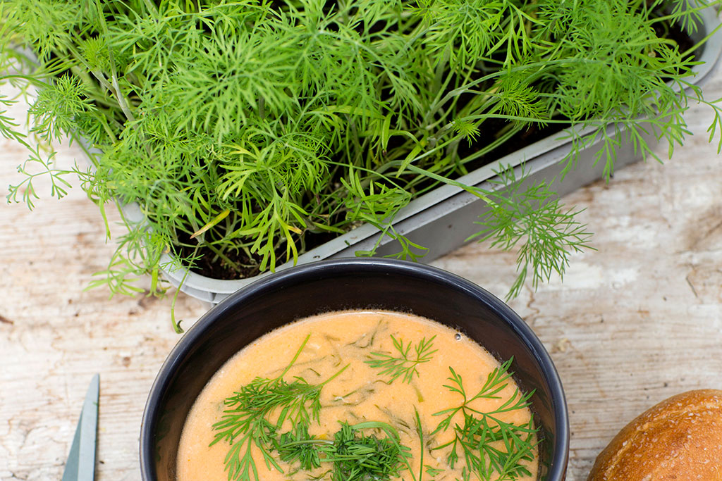 Med kryddor i köket får du smak av nyskördat redan innan primörsäsongen startat. Foto: Annika Christensen