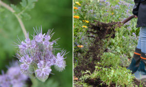 Om du låter honungsfacelian gå i blom så får den vackra ljuslila blommor. Som gröngödsling kan du med fördel vända ner den i jorden betydligt tidigare. Foto tv: Lovisa Back Foto th: Markus Danielsson