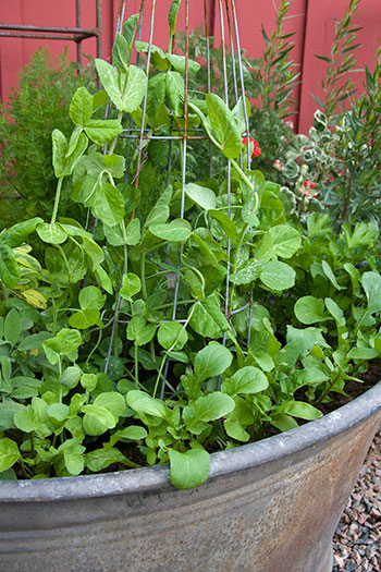 Rädisor kan sås tätare än kålplantor, och vissa luktärter behöver extra högt stöd. Foto: Annika Christensen