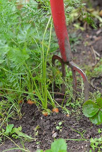 En sandjord är lättare att gräva i, men torkar lättare ut. Foto: Markus Danielsson