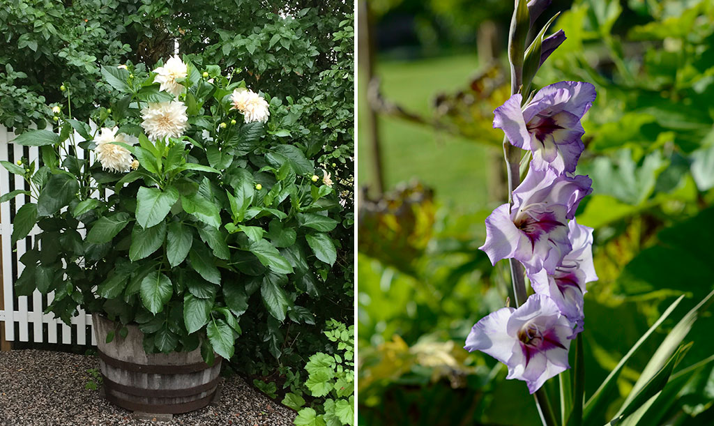 Dahlian fortsätter att blomma ända till frosten medan gladioler blommar en gång. Foto tv: Ulf Fransson Foto th: Anna Lindeqvist