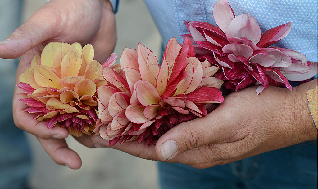 Dahlior är en av våra mest älskade blommor. De kommer i flera olika höjder, färger och former. De högsta kan behöva stöd, i synnerhet om de även sätter stora blommor. Foto: Marianne Johansson