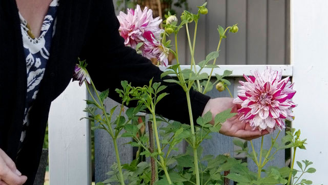 Dahlia i kruka. Foto: Lovisa Back